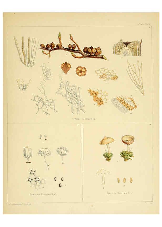 Reproducción/Reproduction 6302460687: The botany of the Antarctic voyage of H.M. discovery ships Erebus and Terror in the Years 1839-1843. v.1. plates London :Reeve Brothers,1844-60