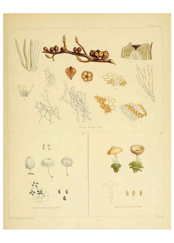 Reproducción/Reproduction 6302460687: The botany of the Antarctic voyage of H.M. discovery ships Erebus and Terror in the Years 1839-1843. v.1. plates London :Reeve Brothers,1844-60