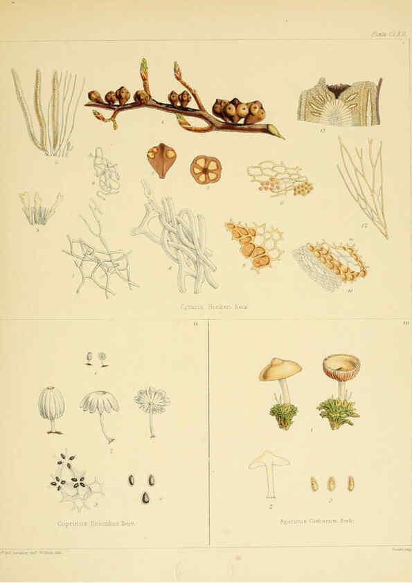 Reproducción/Reproduction 6302460687: The botany of the Antarctic voyage of H.M. discovery ships Erebus and Terror in the Years 1839-1843. v.1. plates London :Reeve Brothers,1844-60