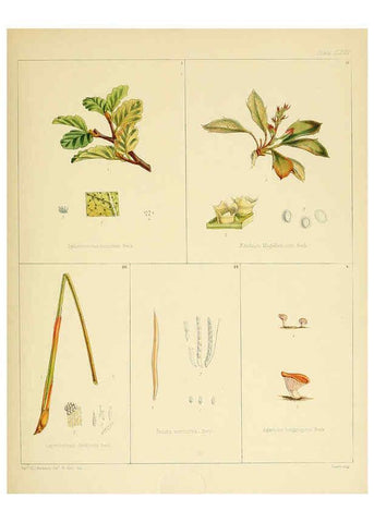 Reproducción/Reproduction 6302986630: The botany of the Antarctic voyage of H.M. discovery ships Erebus and Terror in the Years 1839-1843. v.1. plates London :Reeve Brothers,1844-60