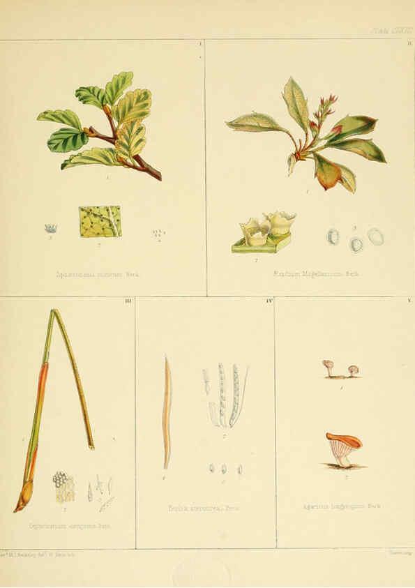 Reproducción/Reproduction 6302986630: The botany of the Antarctic voyage of H.M. discovery ships Erebus and Terror in the Years 1839-1843. v.1. plates London :Reeve Brothers,1844-60