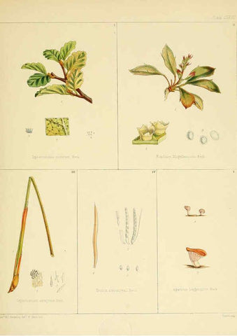 Reproducción/Reproduction 6302986630: The botany of the Antarctic voyage of H.M. discovery ships Erebus and Terror in the Years 1839-1843. v.1. plates London :Reeve Brothers,1844-60
