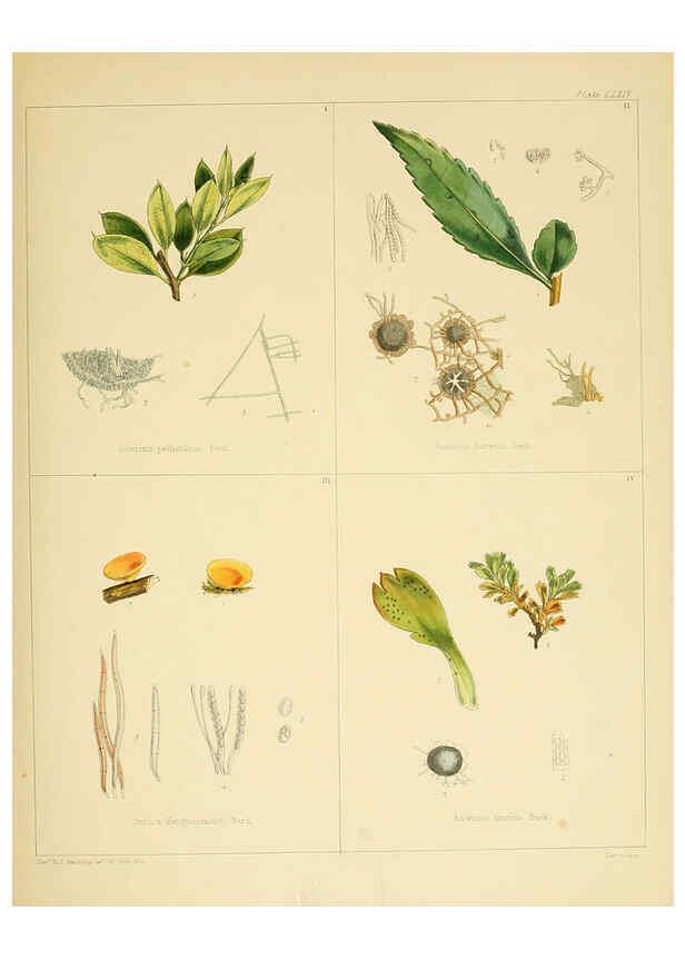 Reproducción/Reproduction 6302461127: The botany of the Antarctic voyage of H.M. discovery ships Erebus and Terror in the Years 1839-1843. v.1. plates London :Reeve Brothers,1844-60