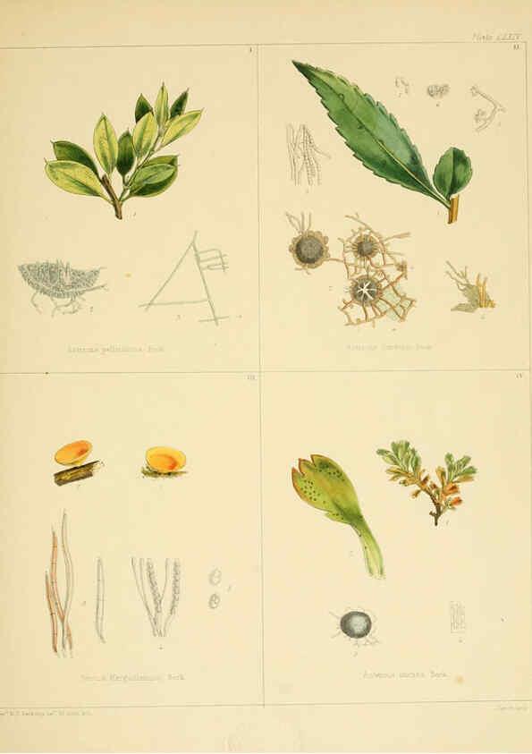 Reproducción/Reproduction 6302461127: The botany of the Antarctic voyage of H.M. discovery ships Erebus and Terror in the Years 1839-1843. v.1. plates London :Reeve Brothers,1844-60