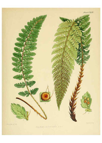 Reproducción/Reproduction 6302456797: The botany of the Antarctic voyage of H.M. discovery ships Erebus and Terror in the Years 1839-1843. v.1. plates London :Reeve Brothers,1844-60