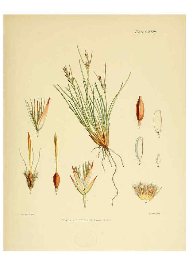 Reproducción/Reproduction 6302454433: The botany of the Antarctic voyage of H.M. discovery ships Erebus and Terror in the Years 1839-1843. v.1. plates London :Reeve Brothers,1844-60