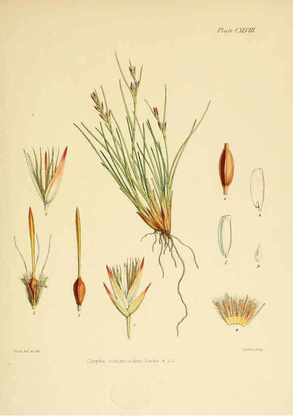 Reproducción/Reproduction 6302454433: The botany of the Antarctic voyage of H.M. discovery ships Erebus and Terror in the Years 1839-1843. v.1. plates London :Reeve Brothers,1844-60