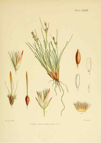 Reproducción/Reproduction 6302454433: The botany of the Antarctic voyage of H.M. discovery ships Erebus and Terror in the Years 1839-1843. v.1. plates London :Reeve Brothers,1844-60