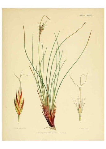 Reproducción/Reproduction 6302979896: The botany of the Antarctic voyage of H.M. discovery ships Erebus and Terror in the Years 1839-1843. v.1. plates London :Reeve Brothers,1844-60