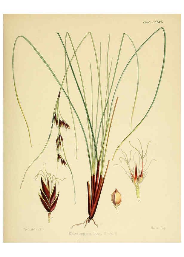 Reproducción/Reproduction 6302453951: The botany of the Antarctic voyage of H.M. discovery ships Erebus and Terror in the Years 1839-1843. v.1. plates London :Reeve Brothers,1844-60