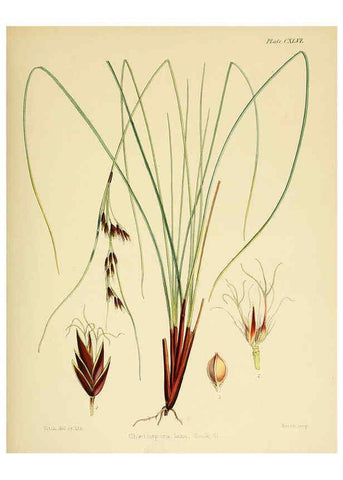 Reproducción/Reproduction 6302453951: The botany of the Antarctic voyage of H.M. discovery ships Erebus and Terror in the Years 1839-1843. v.1. plates London :Reeve Brothers,1844-60