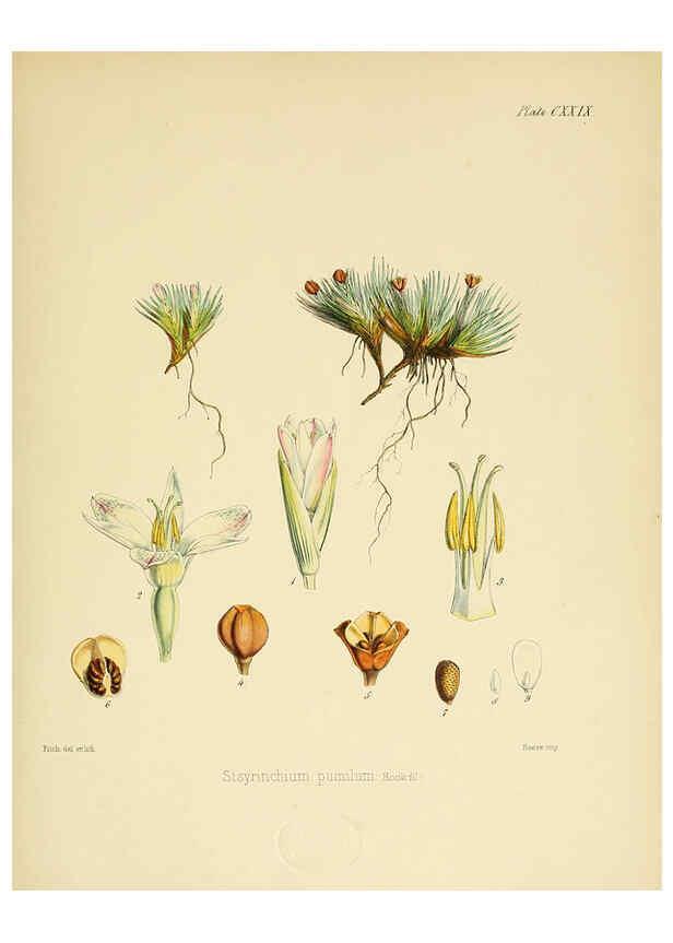 Reproducción/Reproduction 6302449117: The botany of the Antarctic voyage of H.M. discovery ships Erebus and Terror in the Years 1839-1843. v.1. plates London :Reeve Brothers,1844-60