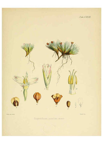 Reproducción/Reproduction 6302449117: The botany of the Antarctic voyage of H.M. discovery ships Erebus and Terror in the Years 1839-1843. v.1. plates London :Reeve Brothers,1844-60