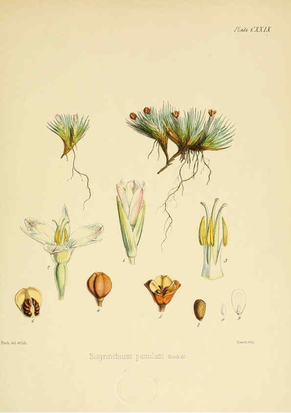 Reproducción/Reproduction 6302449117: The botany of the Antarctic voyage of H.M. discovery ships Erebus and Terror in the Years 1839-1843. v.1. plates London :Reeve Brothers,1844-60