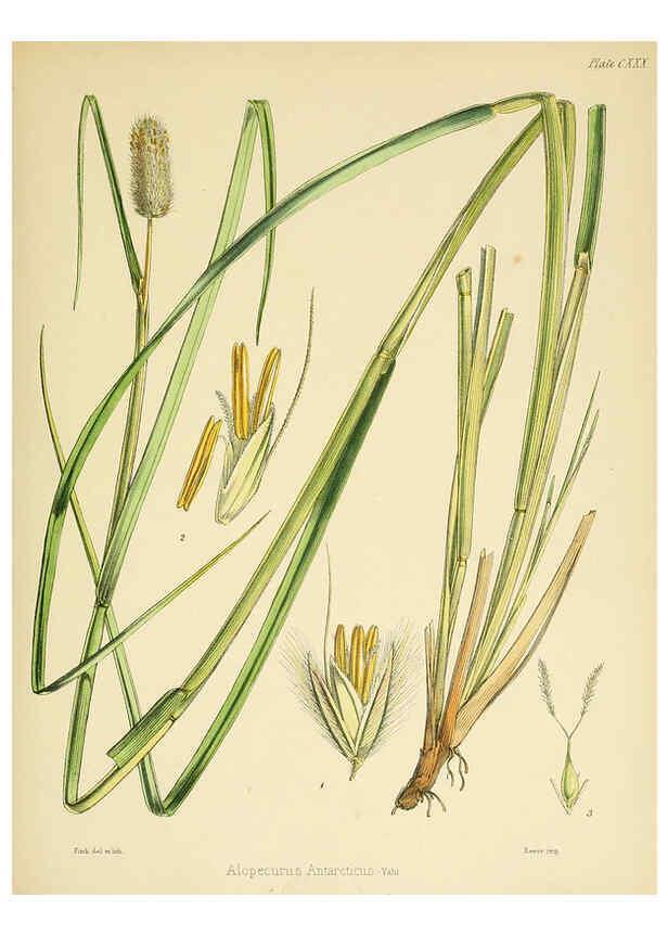 Reproducción/Reproduction 6302449319: The botany of the Antarctic voyage of H.M. discovery ships Erebus and Terror in the Years 1839-1843. v.1. plates London :Reeve Brothers,1844-60