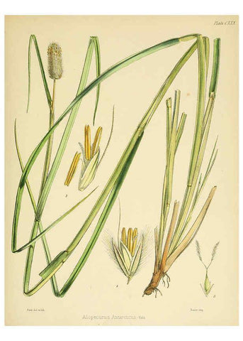 Reproducción/Reproduction 6302449319: The botany of the Antarctic voyage of H.M. discovery ships Erebus and Terror in the Years 1839-1843. v.1. plates London :Reeve Brothers,1844-60