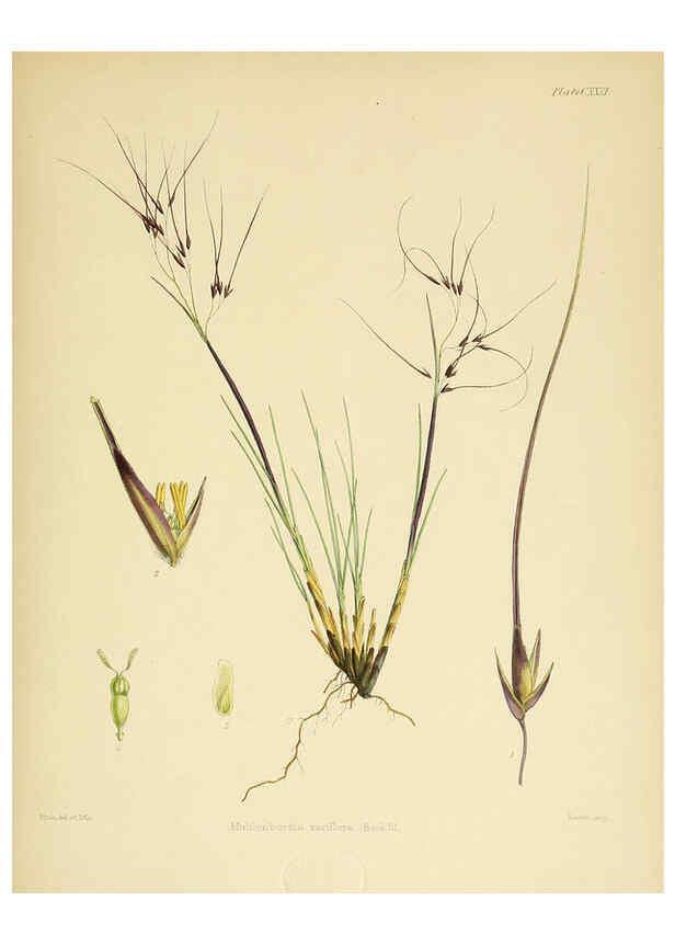 Reproducción/Reproduction 6302449693: The botany of the Antarctic voyage of H.M. discovery ships Erebus and Terror in the Years 1839-1843. v.1. plates London :Reeve Brothers,1844-60