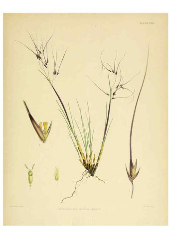 Reproducción/Reproduction 6302449693: The botany of the Antarctic voyage of H.M. discovery ships Erebus and Terror in the Years 1839-1843. v.1. plates London :Reeve Brothers,1844-60
