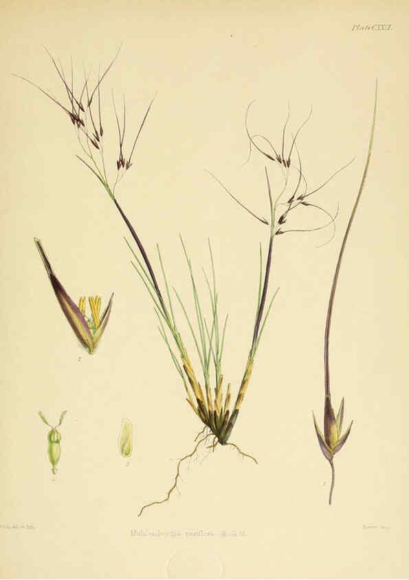 Reproducción/Reproduction 6302449693: The botany of the Antarctic voyage of H.M. discovery ships Erebus and Terror in the Years 1839-1843. v.1. plates London :Reeve Brothers,1844-60