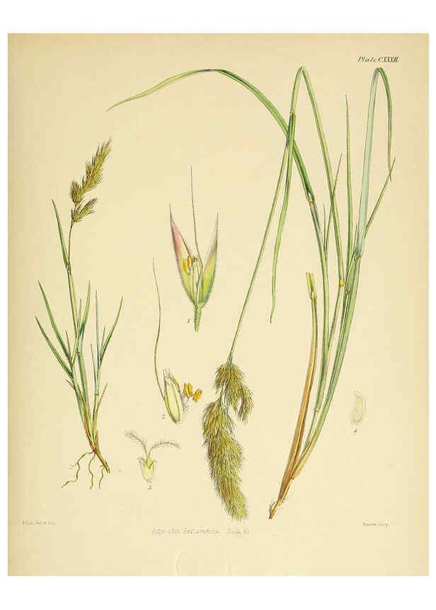 Reproducción/Reproduction 6302975760: The botany of the Antarctic voyage of H.M. discovery ships Erebus and Terror in the Years 1839-1843. v.1. plates London :Reeve Brothers,1844-60