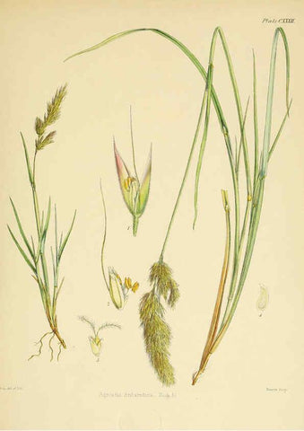 Reproducción/Reproduction 6302975760: The botany of the Antarctic voyage of H.M. discovery ships Erebus and Terror in the Years 1839-1843. v.1. plates London :Reeve Brothers,1844-60