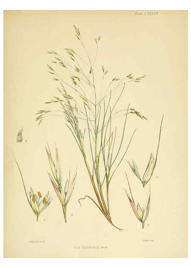 Reproducción/Reproduction 6302976004: The botany of the Antarctic voyage of H.M. discovery ships Erebus and Terror in the Years 1839-1843. v.1. plates London :Reeve Brothers,1844-60