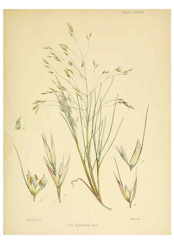 Reproducción/Reproduction 6302976004: The botany of the Antarctic voyage of H.M. discovery ships Erebus and Terror in the Years 1839-1843. v.1. plates London :Reeve Brothers,1844-60