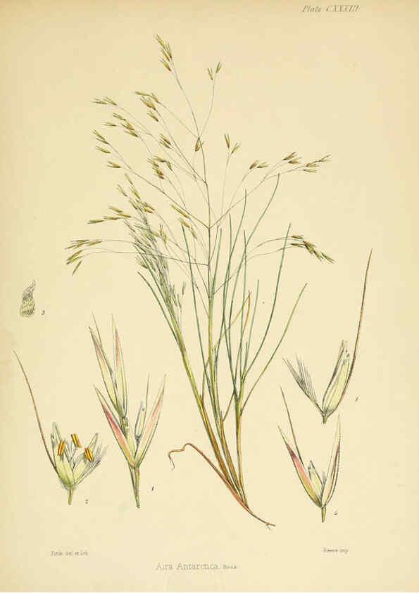 Reproducción/Reproduction 6302976004: The botany of the Antarctic voyage of H.M. discovery ships Erebus and Terror in the Years 1839-1843. v.1. plates London :Reeve Brothers,1844-60