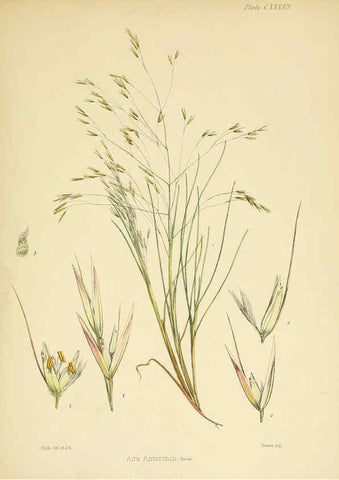 Reproducción/Reproduction 6302976004: The botany of the Antarctic voyage of H.M. discovery ships Erebus and Terror in the Years 1839-1843. v.1. plates London :Reeve Brothers,1844-60