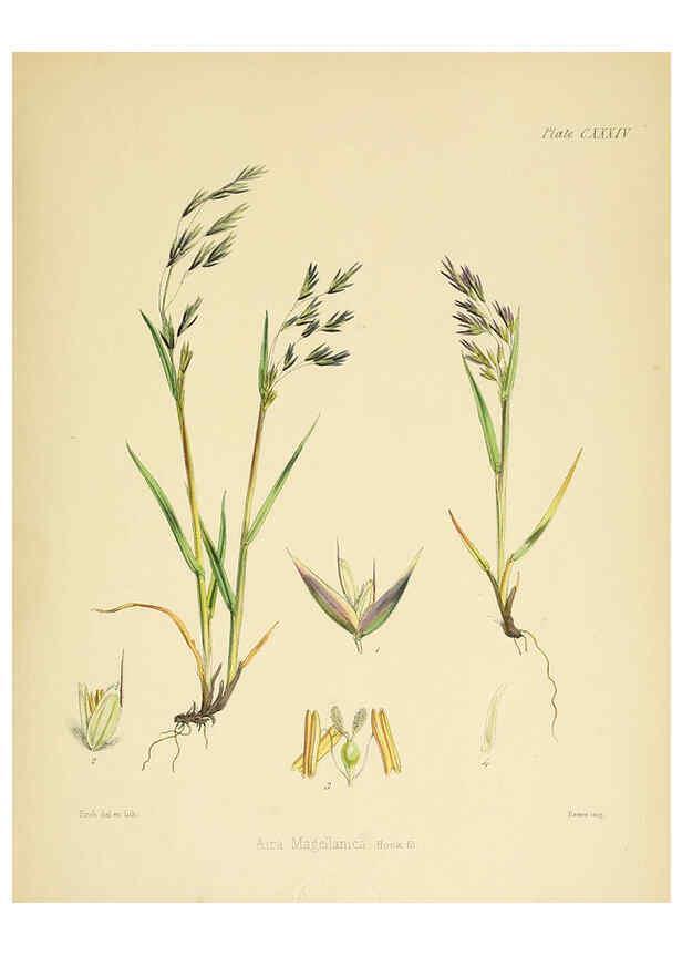 Reproducción/Reproduction 6302450571: The botany of the Antarctic voyage of H.M. discovery ships Erebus and Terror in the Years 1839-1843. v.1. plates London :Reeve Brothers,1844-60