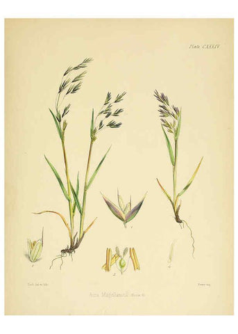 Reproducción/Reproduction 6302450571: The botany of the Antarctic voyage of H.M. discovery ships Erebus and Terror in the Years 1839-1843. v.1. plates London :Reeve Brothers,1844-60