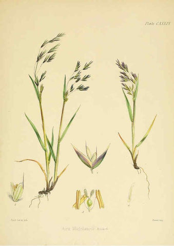Reproducción/Reproduction 6302450571: The botany of the Antarctic voyage of H.M. discovery ships Erebus and Terror in the Years 1839-1843. v.1. plates London :Reeve Brothers,1844-60