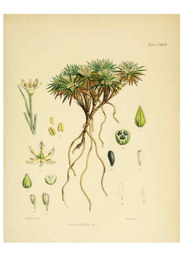 Reproducción/Reproduction 6302446207: The botany of the Antarctic voyage of H.M. discovery ships Erebus and Terror in the Years 1839-1843. v.1. plates London :Reeve Brothers,1844-60