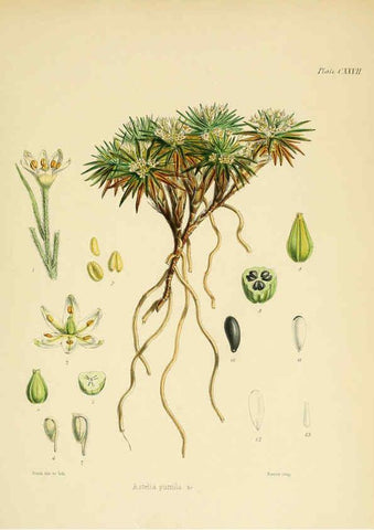 Reproducción/Reproduction 6302446207: The botany of the Antarctic voyage of H.M. discovery ships Erebus and Terror in the Years 1839-1843. v.1. plates London :Reeve Brothers,1844-60