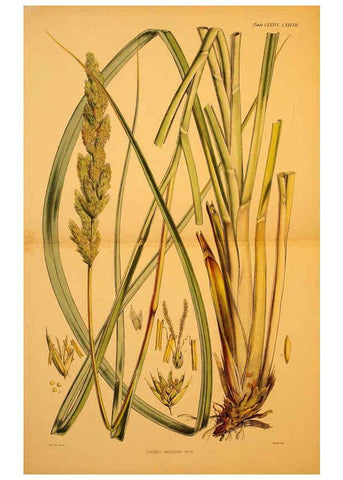 Reproducción/Reproduction 6302451121: The botany of the Antarctic voyage of H.M. discovery ships Erebus and Terror in the Years 1839-1843. v.1. plates London :Reeve Brothers,1844-60