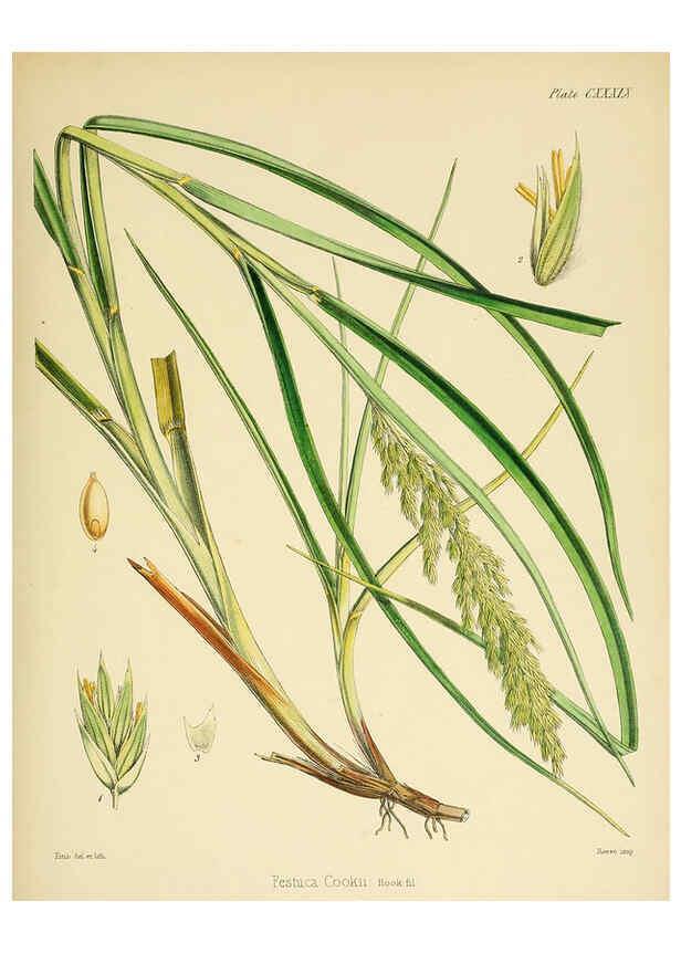 Reproducción/Reproduction 6302451801: The botany of the Antarctic voyage of H.M. discovery ships Erebus and Terror in the Years 1839-1843. v.1. plates London :Reeve Brothers,1844-60