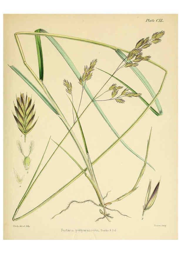 Reproducción/Reproduction 6302977962: The botany of the Antarctic voyage of H.M. discovery ships Erebus and Terror in the Years 1839-1843. v.1. plates London :Reeve Brothers,1844-60