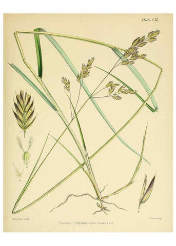 Reproducción/Reproduction 6302977962: The botany of the Antarctic voyage of H.M. discovery ships Erebus and Terror in the Years 1839-1843. v.1. plates London :Reeve Brothers,1844-60