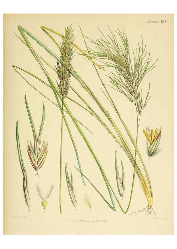 Reproducción/Reproduction 6302452481: The botany of the Antarctic voyage of H.M. discovery ships Erebus and Terror in the Years 1839-1843. v.1. plates London :Reeve Brothers,1844-60