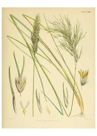 Reproducción/Reproduction 6302452481: The botany of the Antarctic voyage of H.M. discovery ships Erebus and Terror in the Years 1839-1843. v.1. plates London :Reeve Brothers,1844-60