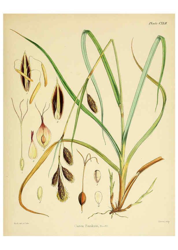 Reproducción/Reproduction 6302452853: The botany of the Antarctic voyage of H.M. discovery ships Erebus and Terror in the Years 1839-1843. v.1. plates London :Reeve Brothers,1844-60