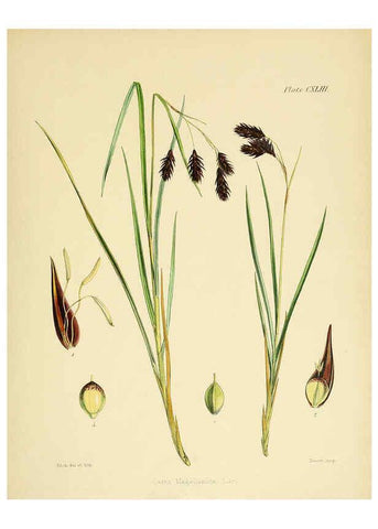 Reproducción/Reproduction 6302978776: The botany of the Antarctic voyage of H.M. discovery ships Erebus and Terror in the Years 1839-1843. v.1. plates London :Reeve Brothers,1844-60