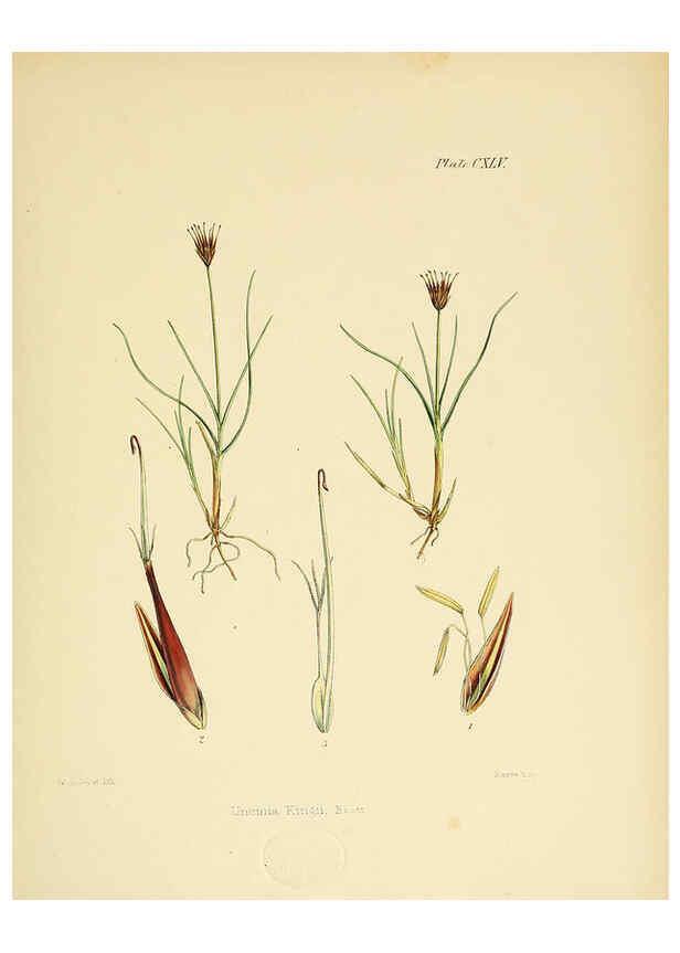 Reproducción/Reproduction 6302979424: The botany of the Antarctic voyage of H.M. discovery ships Erebus and Terror in the Years 1839-1843. v.1. plates London :Reeve Brothers,1844-60