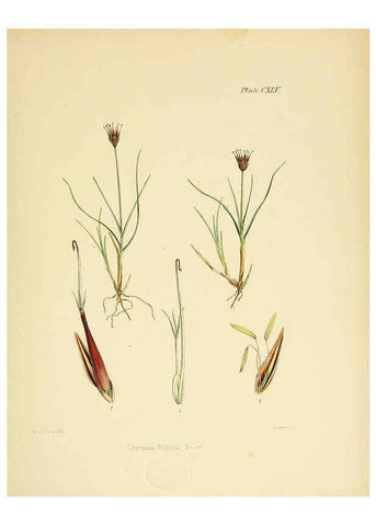 Reproducción/Reproduction 6302979424: The botany of the Antarctic voyage of H.M. discovery ships Erebus and Terror in the Years 1839-1843. v.1. plates London :Reeve Brothers,1844-60
