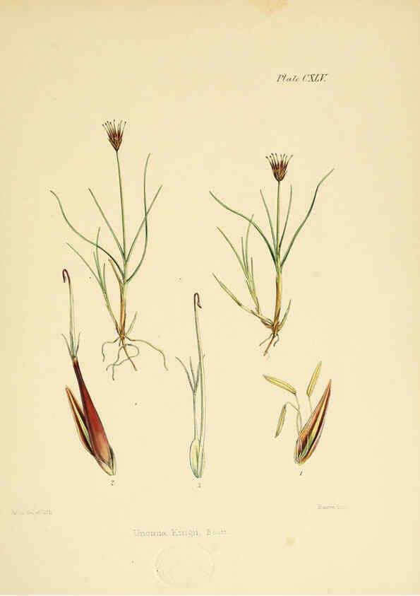 Reproducción/Reproduction 6302979424: The botany of the Antarctic voyage of H.M. discovery ships Erebus and Terror in the Years 1839-1843. v.1. plates London :Reeve Brothers,1844-60