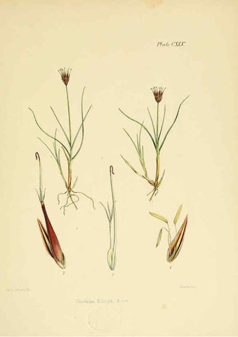 Reproducción/Reproduction 6302979424: The botany of the Antarctic voyage of H.M. discovery ships Erebus and Terror in the Years 1839-1843. v.1. plates London :Reeve Brothers,1844-60