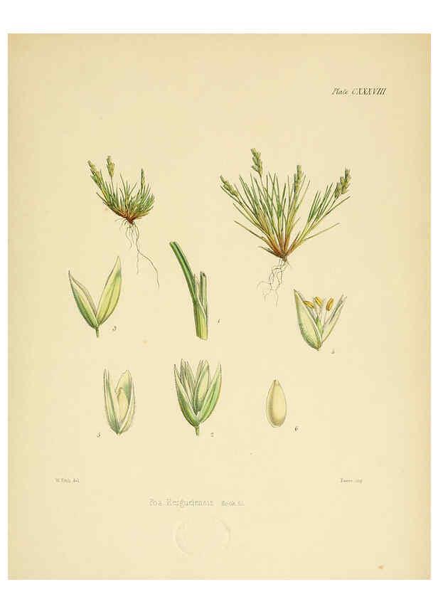 Reproducción/Reproduction 6302977154: The botany of the Antarctic voyage of H.M. discovery ships Erebus and Terror in the Years 1839-1843. v.1. plates London :Reeve Brothers,1844-60