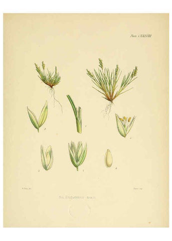 Reproducción/Reproduction 6302977154: The botany of the Antarctic voyage of H.M. discovery ships Erebus and Terror in the Years 1839-1843. v.1. plates London :Reeve Brothers,1844-60