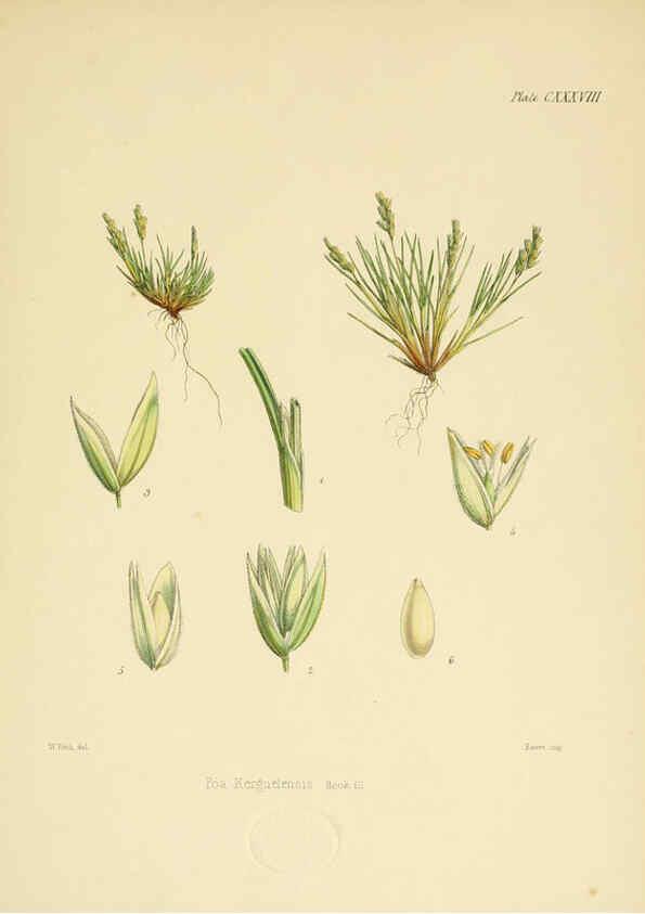 Reproducción/Reproduction 6302977154: The botany of the Antarctic voyage of H.M. discovery ships Erebus and Terror in the Years 1839-1843. v.1. plates London :Reeve Brothers,1844-60