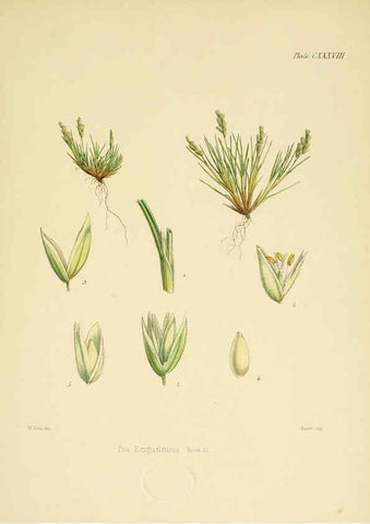 Reproducción/Reproduction 6302977154: The botany of the Antarctic voyage of H.M. discovery ships Erebus and Terror in the Years 1839-1843. v.1. plates London :Reeve Brothers,1844-60